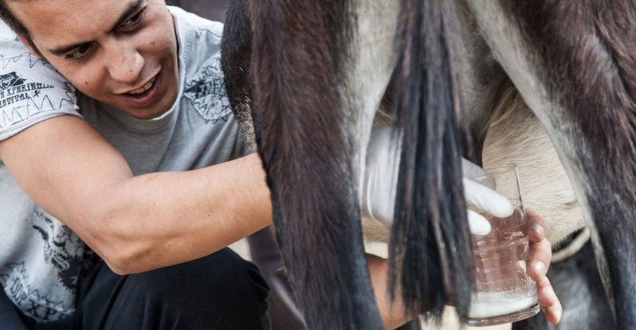 boy milking a donkey in a glass tin at 'Gala Onou' farm